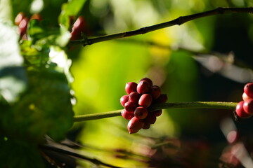 Organic coffee plantations and coffee trees, ripe coffee cherry berries are red.	