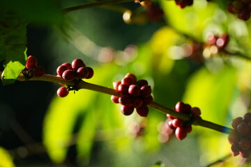 Organic coffee plantations and coffee trees, ripe coffee cherry berries are red.	