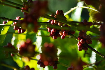 Obraz premium Organic coffee plantations and coffee trees, ripe coffee cherry berries are red. 
