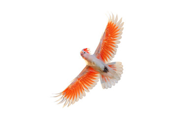 Fototapeta premium Beautiful flying Major Mitchell's Cockatoo isolated on transparent background png file