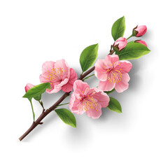 Peach blossom branch on isolate transparency background, PNG