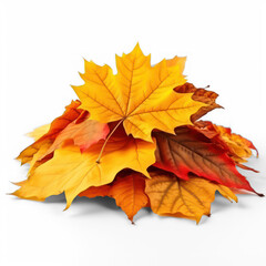 Pile of autumn colored leaves isolated on white background. A heap of different maple dry leaf .Red and colorful foliage colors in the fall season