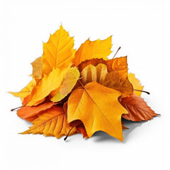 Pile of autumn colored leaves isolated on white background. A heap of different maple dry leaf .Red and colorful foliage colors in the fall season