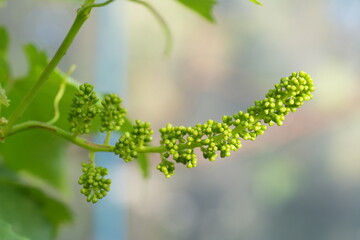 Newly formed bunches of baby grapes. young leaves grapes after pruning in autumn and spring.