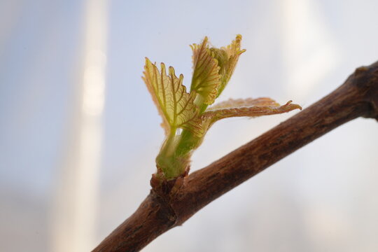 Newly formed bunches of baby grapes. young leaves grapes after pruning in autumn and spring.