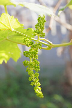 Newly formed bunches of baby grapes. young leaves grapes after pruning in autumn and spring.