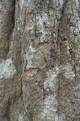 bark of a tree