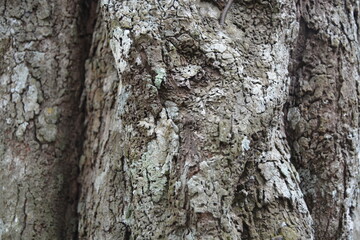 tree background