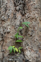 green plant growing in the ground