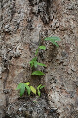 plant growing in the ground