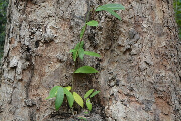 plant growing on the ground