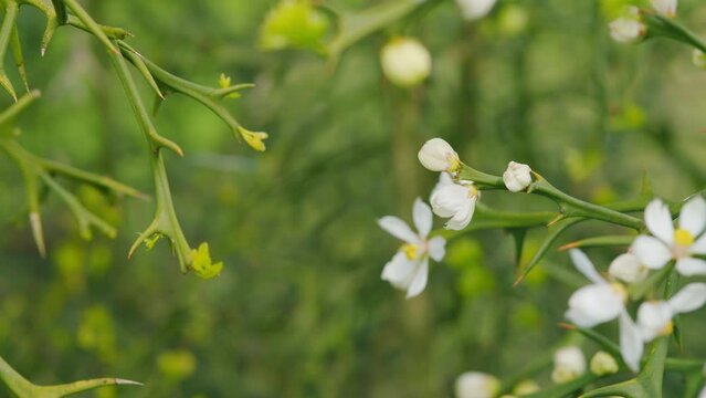 Hardy Orange. Evergreen Poncirus Bush Blooming With White Flowers. Rack focus.