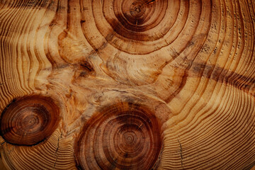 Abstract Wood Texture With Cross Cut.