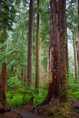 Tall trees and moss in the forest