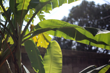 Banana tree and banana leaves in sunlight.