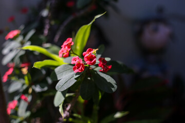 Red Poi Xian flowers in the morning.