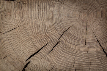 Oak Texture On Cross Section.