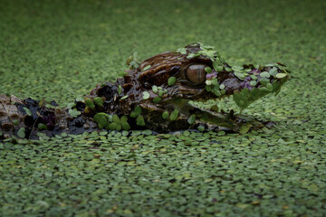 Cuvier's Dwarf Caiman or Musky Caiman (Paleosuchus palpebrosus) is a small crocodilian native to South America.