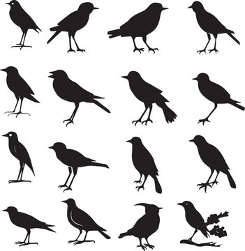 Bird's black silhouettes set. bird silhouettes on white background