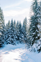 Snow-covered road in a coniferous winter forest in the sun rays