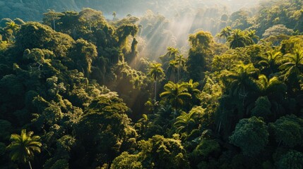 a  far view of a forest with sunbeams - obrazy, fototapety, plakaty
