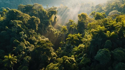 Foto op Plexiglas a  far view of a forest with sunbeams © dinadin.creative