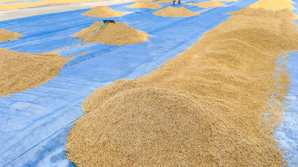 Rice prepared by farmers for drying.