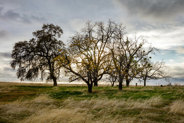 Beautiful landscape of trees and windy blown grass on a gloomy day in Oroville, California