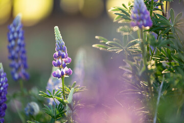 Lupines in a pine forest, Lake Tekapo, New Zealand