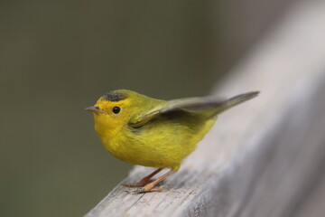 Wilson's Warbler