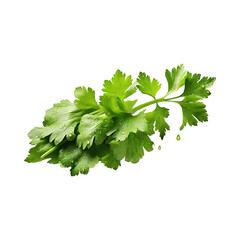 Bunch Of Fresh Green Leaf Of Celery With Water Drop, Isolated Background