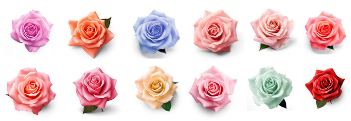 set of different color roses on isolate transparency background, PNG
