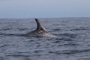 Fototapeta premium Marine Mammal