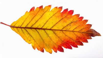 autumn colored fall leaf isolated on white background