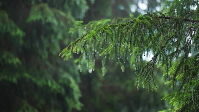 Fluffy pine tree branches beaded with raindrops. Slow-motion parallax shot, bokeh background.