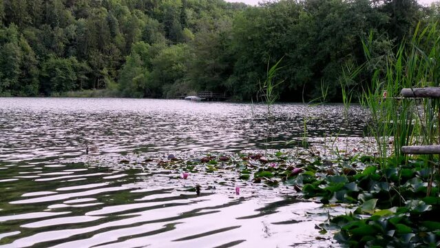 Duck swimming on a lake, Lake Montiggl - Monticolo, Eppan - Appiano, South Tyrol, Italy, water lilies, reeds