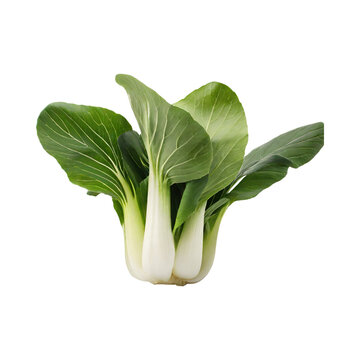 Green And White Bok Choy With Sliced Bok Choy, Without Shadow, Isolated Transparent Background