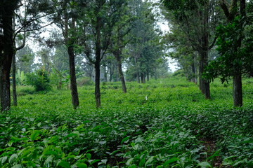 Fototapeta na wymiar Tea plantation. Camellia sinensis is a tea plant, a species of plant whose leaves and shoots are used to make tea.