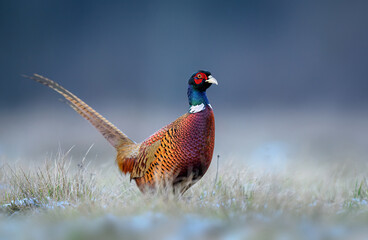 Ringneck Pheasant (Phasianus colchicus) male close up