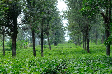 Tea plantation. Camellia sinensis is a tea plant, a species of plant whose leaves and shoots are used to make tea.