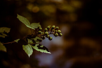 small green blackberries forming on a vine