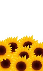 Sunflowers beautiful backround,frame,ornament illustration