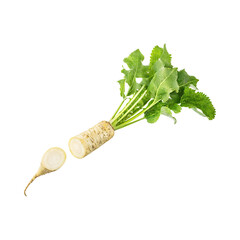 Floating Of Fresh Horseradish With A Pungent Smell With Sliced, Isolated Transparent Background
