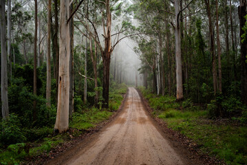 Fototapeta na wymiar dirt path through the forest