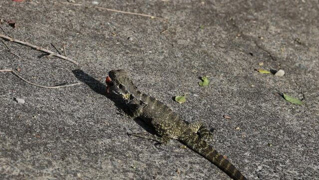 Lizard Sunbathing on Concrete Path