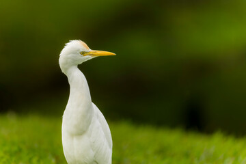 Cattle egret portrait