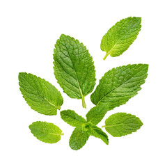 Floating Of One Fresh Mint Leaf, Without Shadow,Isolated Transparent Background