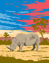 Fototapeta premium Art Deco or WPA poster of a rhino or white rhinoceros in Kruger National Park located in Limpopo and Mpumalanga in northeastern South Africa done in works project administration style. 