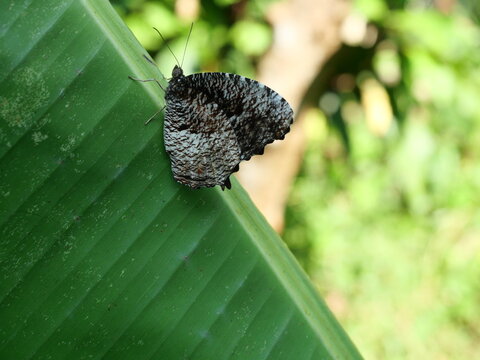 Tiger Palmfly butterfly ( Elymnias nesaea ) on babana leaf with natural green background, Brown with white and black stripe on wings of a tropical insect, Thailand 