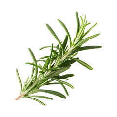 Floating Of Rosemary, Without Shadow, Isolated Transparent Background